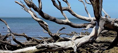 The ocean with a tree in the front